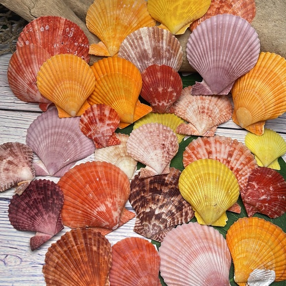 Gorgeous Lot of Colorful Unique Scallop Shells DIY Crafting Collecting Bundle - Picture 8 of 12